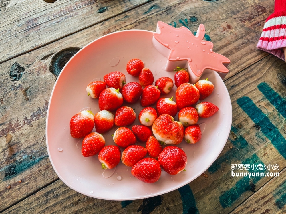 苗栗紅色琉璃瓦草莓園，草莓一斤價格曝光與開放時間
