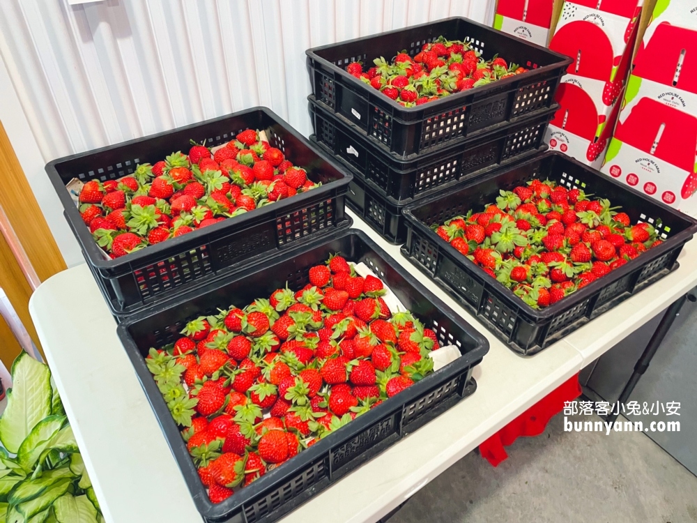 苗栗紅色琉璃瓦草莓園好貴？草莓一斤價格曝光(甜度)