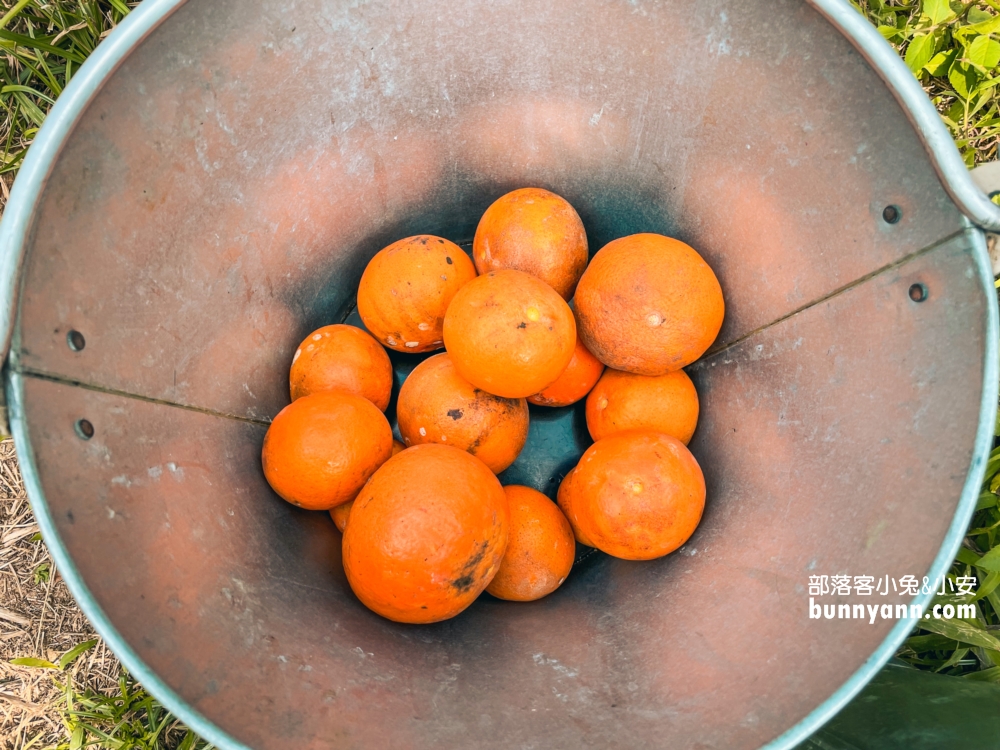 來【桔滿緣寶山農場】採橘子，百元門票不限時可以邊採邊吃