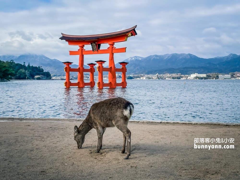 2023日本【嚴島神社】漂浮在海上的紅色鳥居，島上好多小鹿斑比