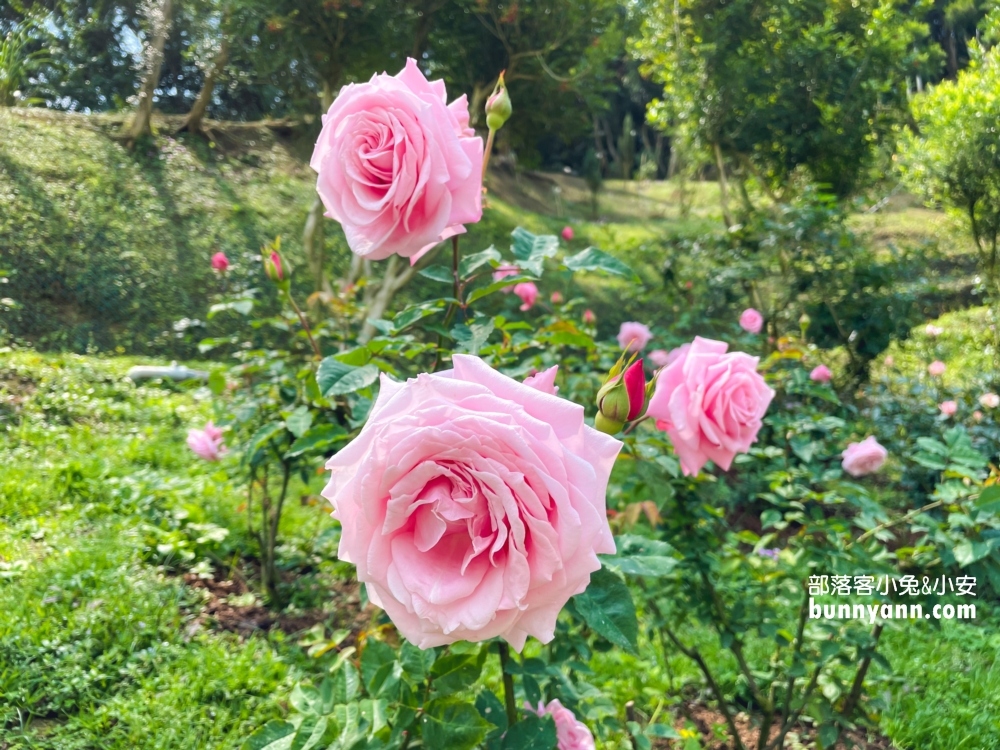 【雅聞七里香玫瑰森林】全台最大玫瑰花園，門票與餐廳介紹攻略