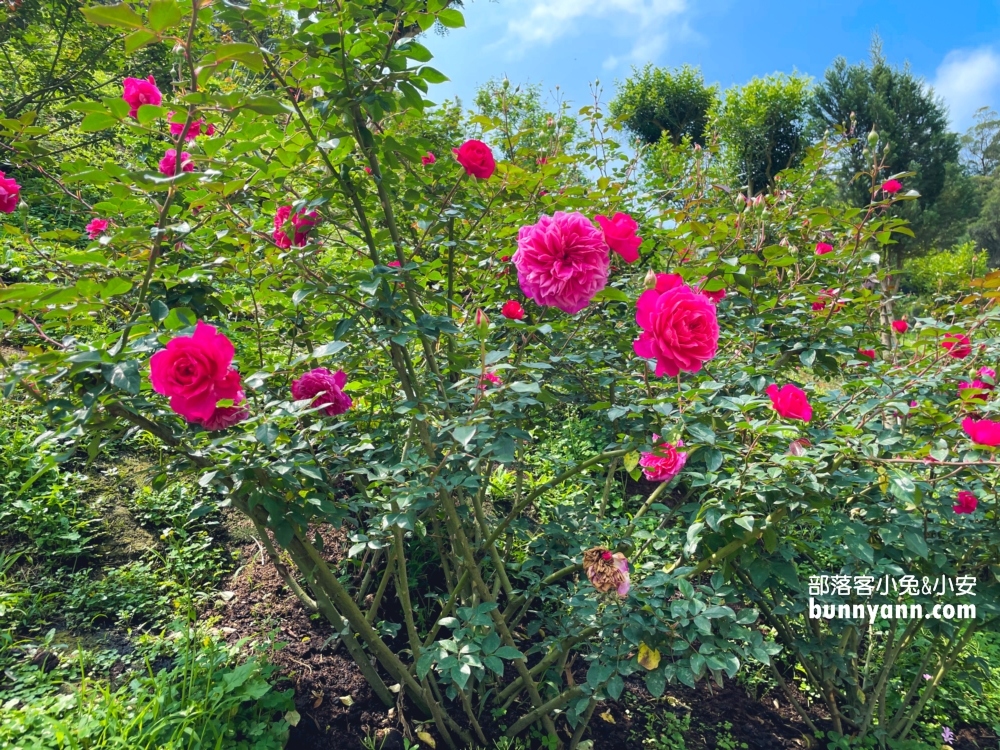 【雅聞七里香玫瑰森林】全台最大玫瑰花園，門票與餐廳介紹攻略!!