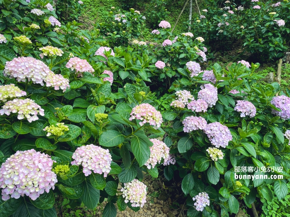 【苗栗南庄】碧絡角花園咖啡，一年四季都能來的美境