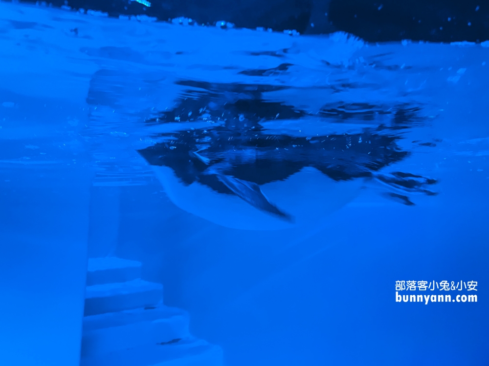 札幌水族館【AOAO SAPPORO】近距離看企鵝，還有超美城市夜景(票價)
