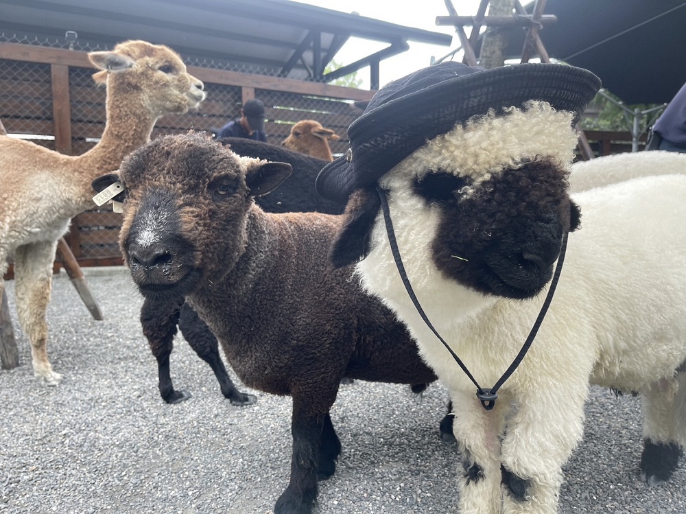 宜蘭張美阿嬤農場，全台唯一泰迪羊，餵梅花鹿和水豚超有趣