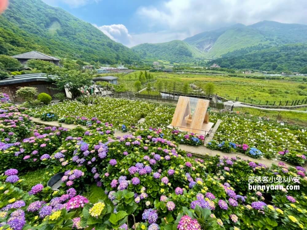 竹子湖「名陽匍休閒農莊」超美繡球花田，海芋花況介紹