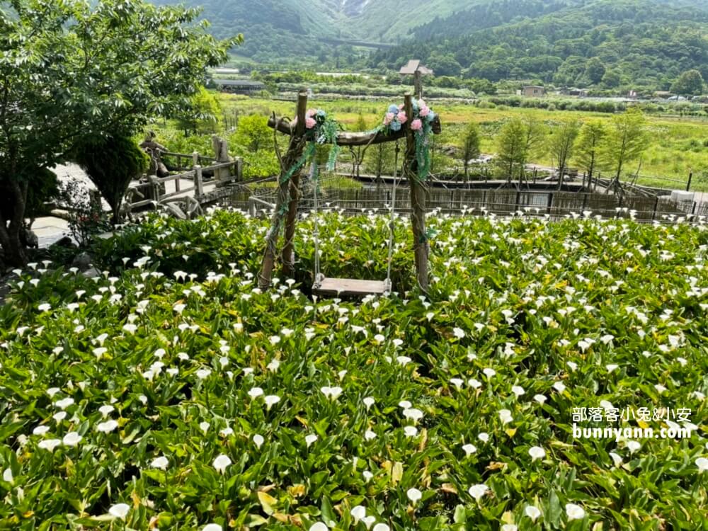 竹子湖繡球花季|名陽匍休閒農莊，美拍繡球花田，海芋小木屋，貼近大自然之旅