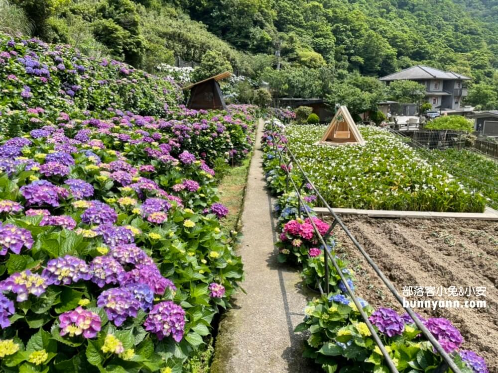 竹子湖「名陽匍休閒農莊」超美繡球花田，海芋花況介紹
