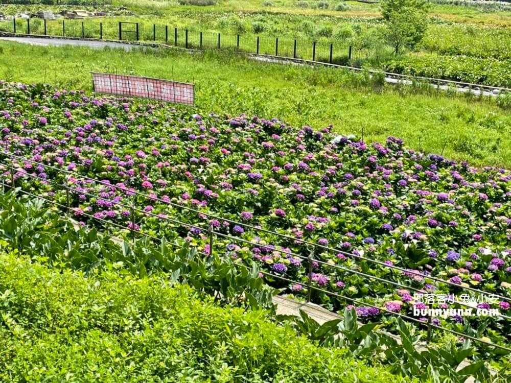 竹子湖繡球花季|名陽匍休閒農莊，美拍繡球花田，海芋小木屋，貼近大自然之旅