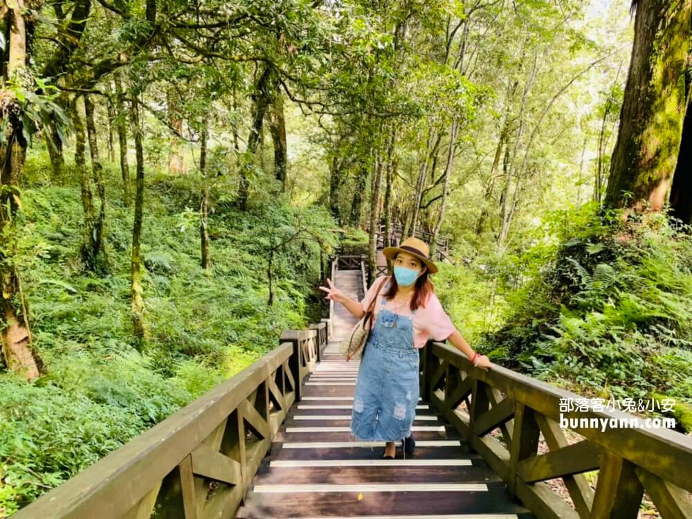 阿里山國家森林遊樂區，搭小火車探訪神木群，巨木森林棧道美如仙境
