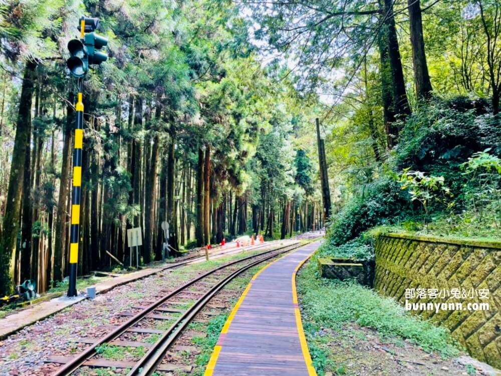 【嘉義】阿里山國家森林遊樂區，搭小火車訪神木群這樣玩整天
