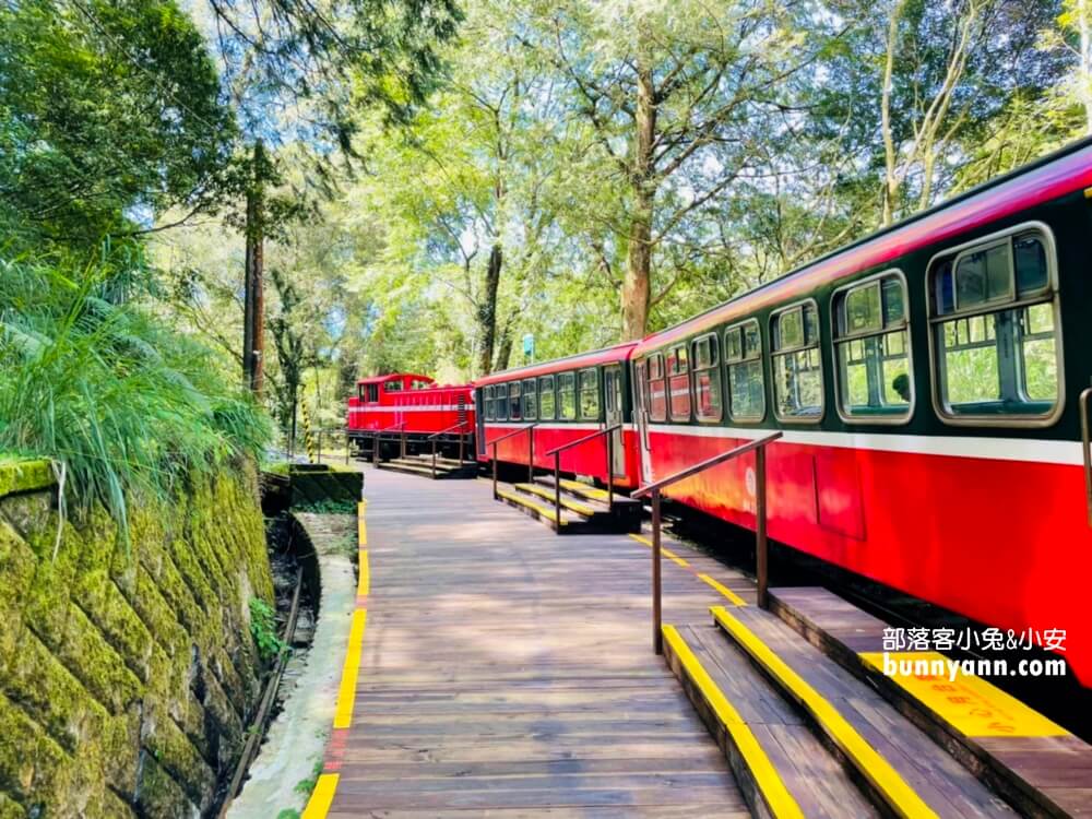 【阿里山國家森林遊樂區】搭小火車訪神木群2023門票資訊