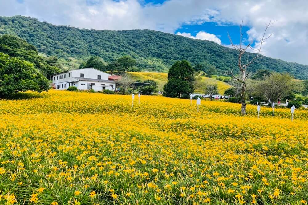 赤柯山小瑞士農場，最新花況分享，金針花季一定熱門的賞花景點