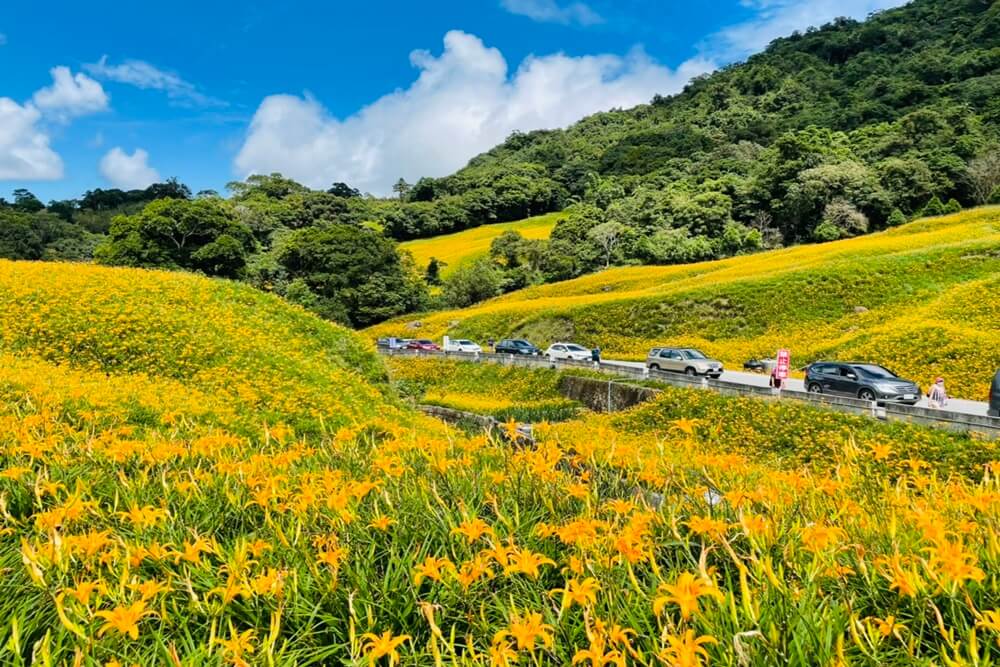 赤柯山小瑞士農場，最新花況分享，金針花季熱門賞花景點