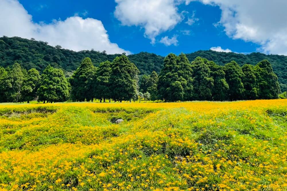 赤柯山小瑞士農場，最新花況分享，金針花季一定熱門的賞花景點