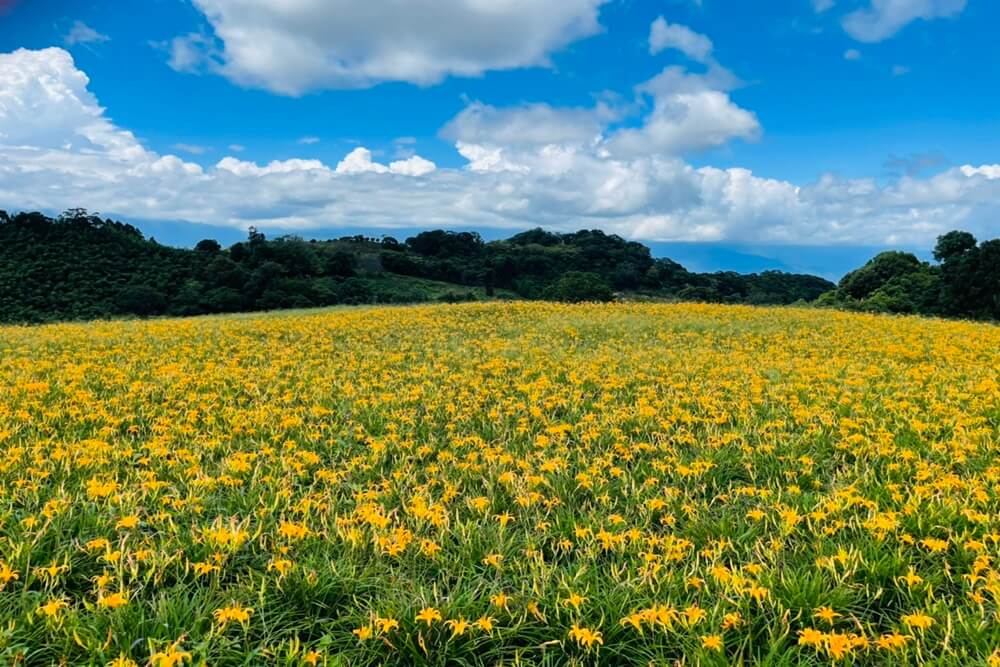 赤柯山小瑞士農場，最新花況分享，金針花季熱門賞花景點