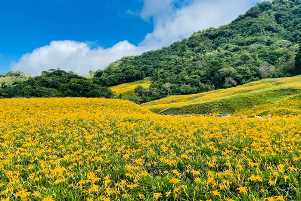 赤柯山小瑞士農場｜即時影像和花況分享，金針花季熱門賞花景點