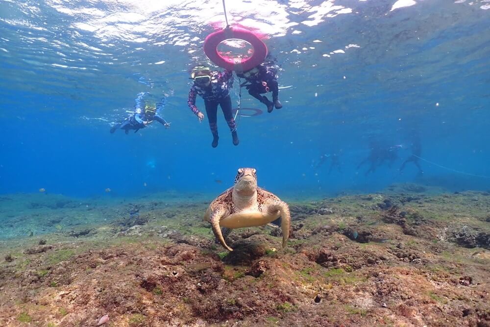 屏東小琉球浮潛&獨木舟這樣玩，和海龜共游好開心，花瓶岩超美麗