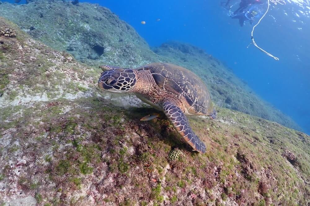 小琉球花瓶岩，超美透明海水，浮潛看海龜最佳地點!!