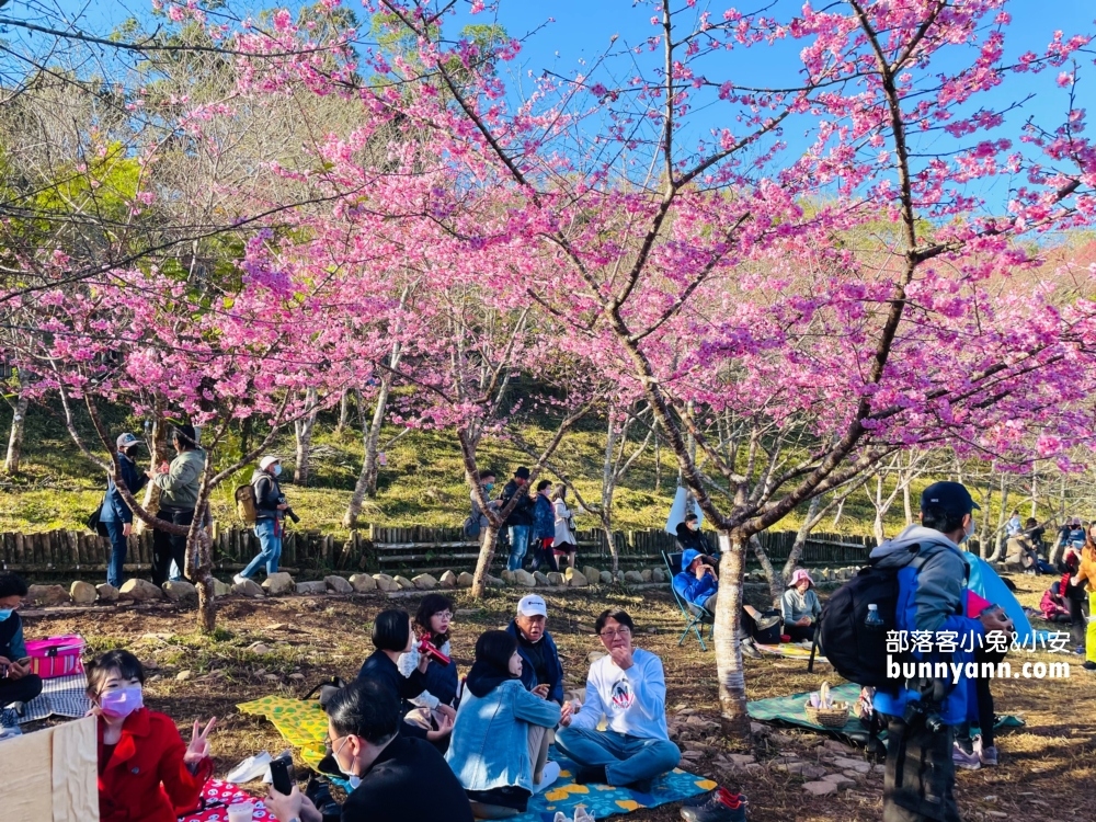 高雄寶山二集團櫻花公園最新花況，停車資訊分享