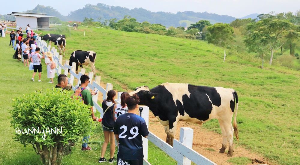 台東【初鹿牧場】與可愛乳牛互動，附近景點與門票優惠分享 @小兔小安*旅遊札記