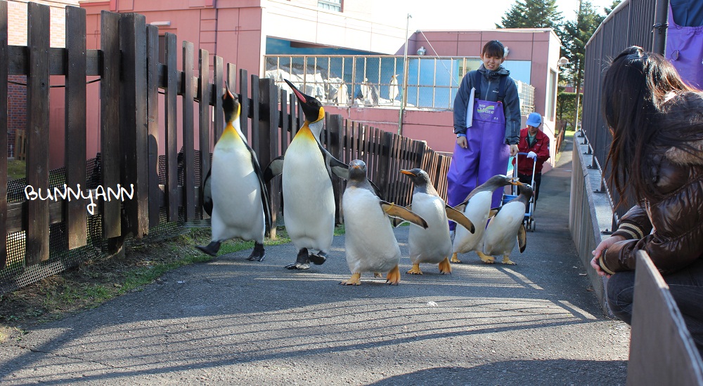 網站近期文章：尼克斯海洋公園｜看小企鵝緩慢散步，北歐城堡好漂亮