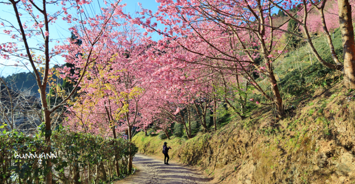 新竹【山上人家】2023櫻花季開放時間與一日遊介紹 @小兔小安*旅遊札記