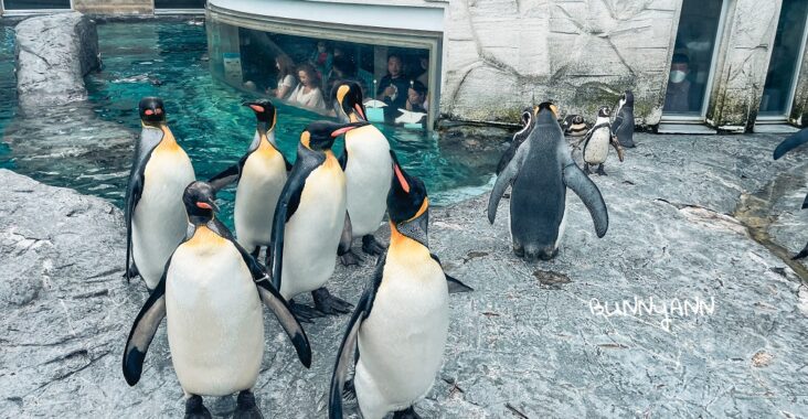 【旭山動物園】北海道企鵝散步，這樣玩旭山動物園一日遊!! @小兔小安*旅遊札記