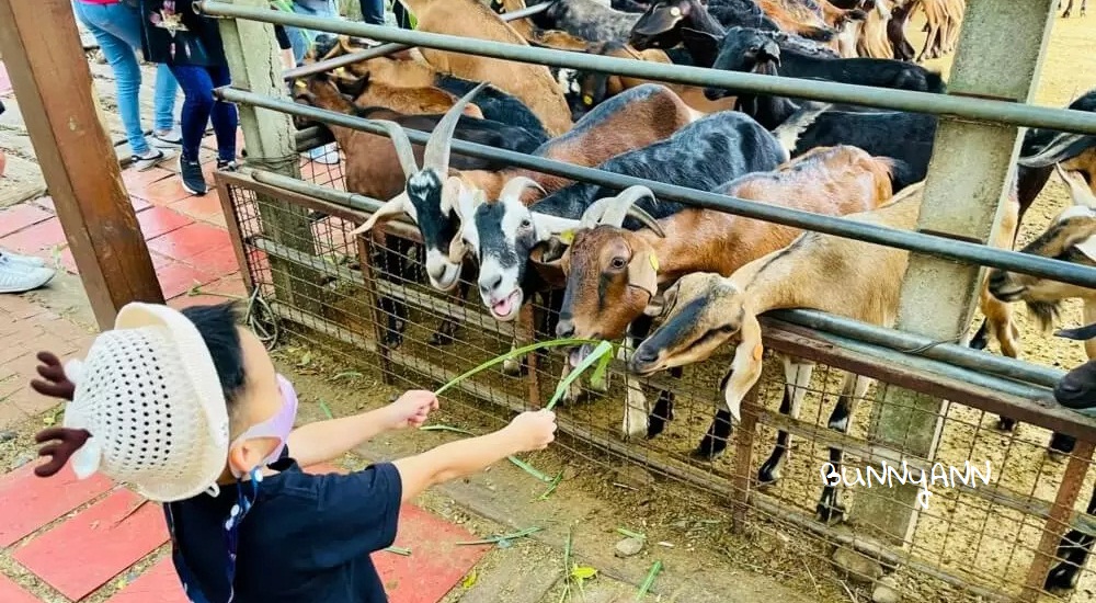 台灣餵羊農場推薦，10個看羊的地方，餵羊吃草就開心ㄟ @小兔小安*旅遊札記