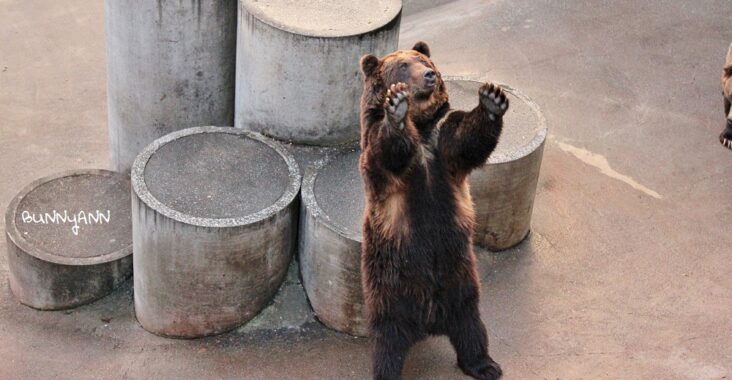昭和新山熊牧場｜北海道看了會揪心的熊監獄，不建議景點 @小兔小安*旅遊札記