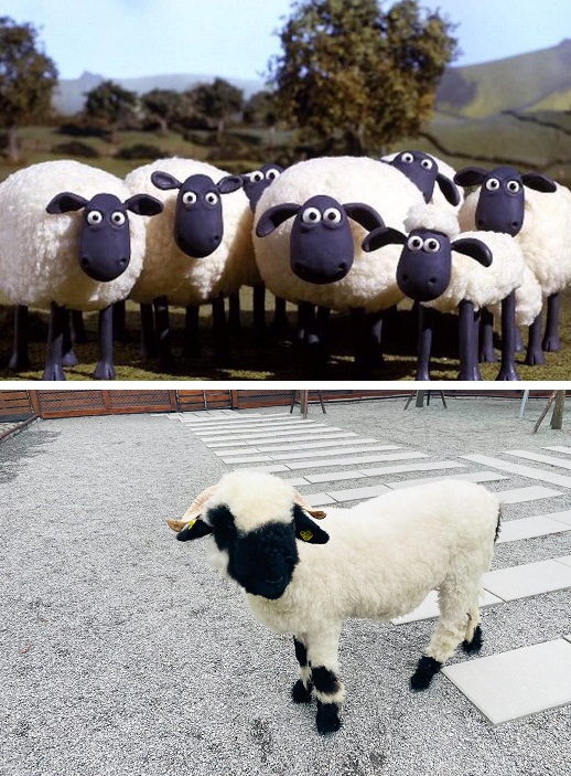 宜蘭張美阿嬤農場，全台唯一笑笑羊，餵梅花鹿和水豚超有趣