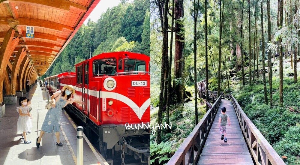 阿里山國家森林遊樂區，搭小火車探訪神木群，巨木森林棧道美如仙境